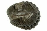 Wide, Enrolled Pedinopariops Trilobite - Excellent Eyes #347749-1